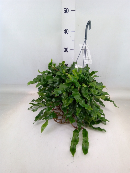 <h4>Microgramma nitida 'Monkeyhill'</h4>