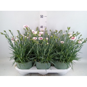 Dianthus   ...