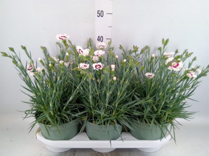 <h4>Dianthus   ...</h4>