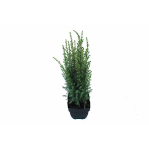 Juniperus communis Arnold