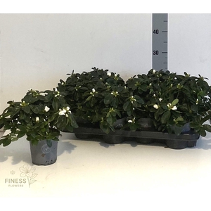 RHODO SI WITTE VOGEL