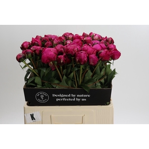 Paeonia Kansas