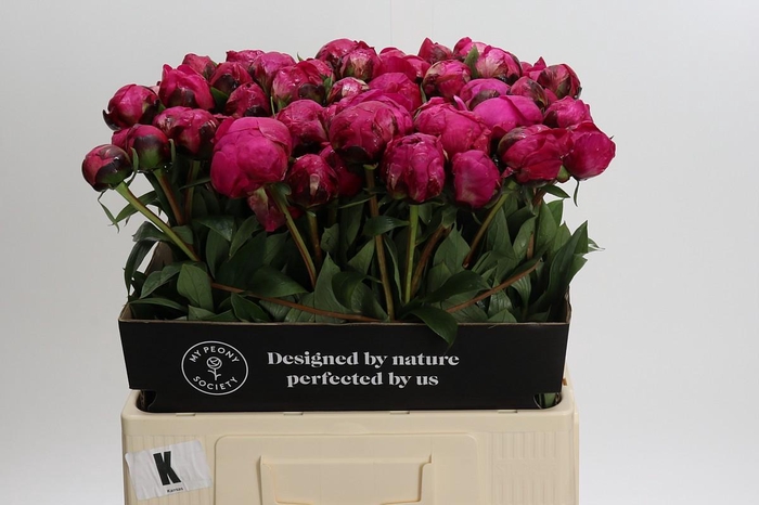 <h4>Paeonia Kansas</h4>