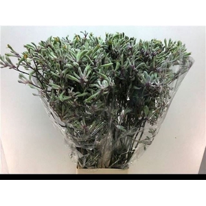 ANIGOZANTHOS LILAC QUEEN