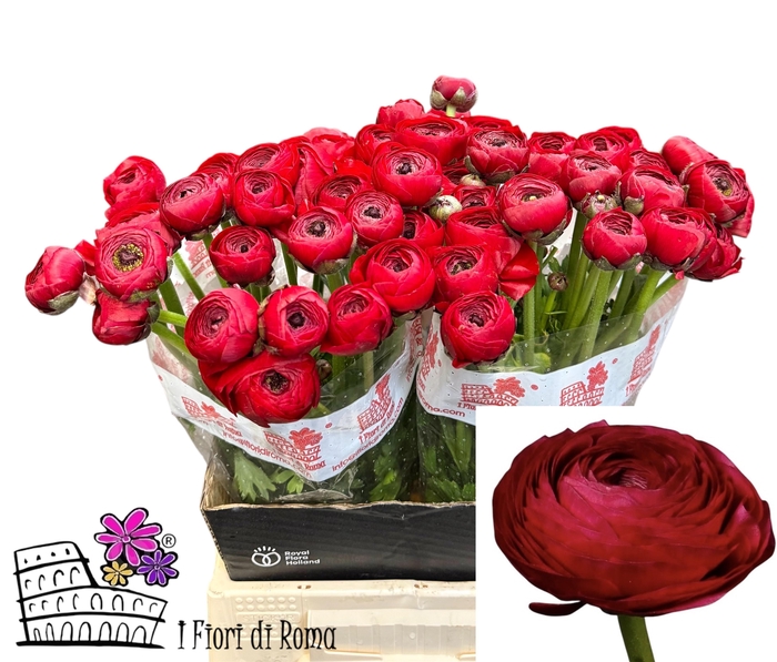 <h4>RAN SU VALENTINO</h4>