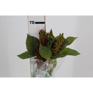 AMARANTHUS DOBRADO 060 CM BRONZE