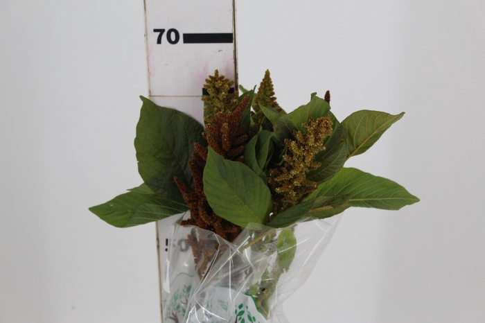 <h4>AMARANTHUS DOBRADO 060 CM BRONZE</h4>