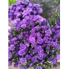 ASTER ASTEE DARK MILKA 20 GR.