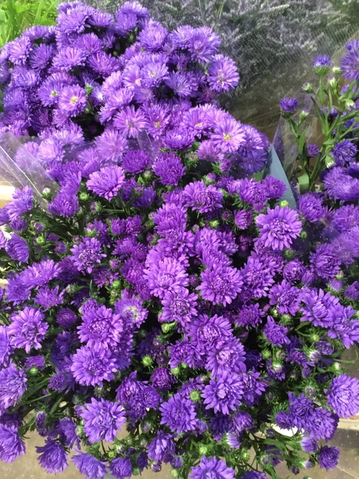 ASTER ASTEE DARK MILKA 20 GR.