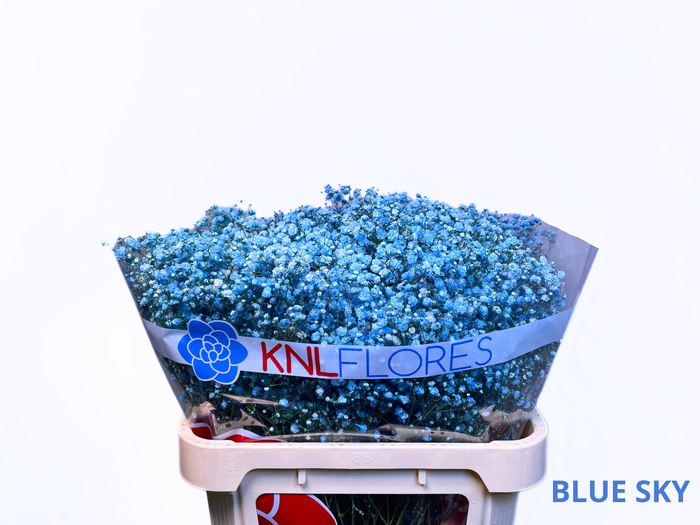 <h4>GYPS LIGHT BLUE</h4>