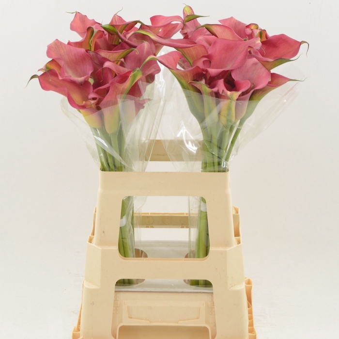 <h4>Calla Hollywood | Dubbelbloemig</h4>