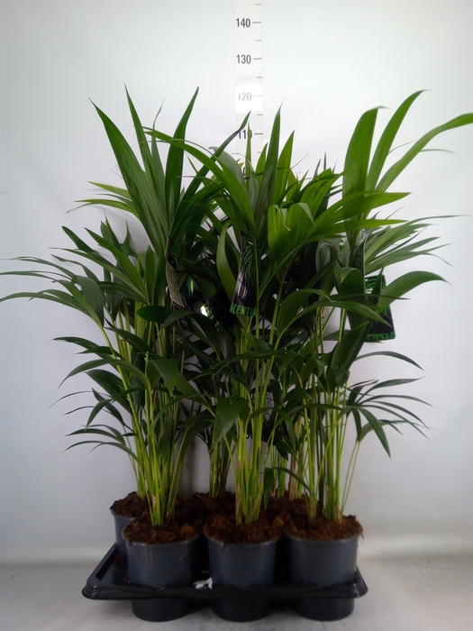 <h4>Howea forsteriana</h4>