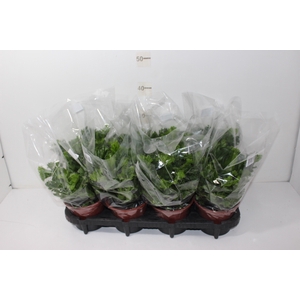 ASPLENIUM LESLIE P15