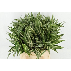 Drac Sand Victory 42cm