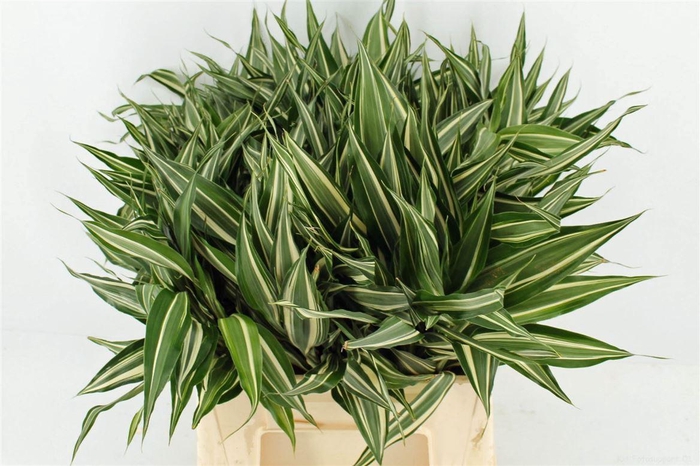 <h4>Drac Sand White 52cm</h4>