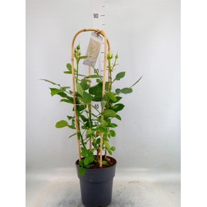 Rosa FL 'Chrystal Select'