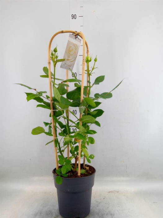 <h4>Rosa FL 'Chrystal Select'</h4>