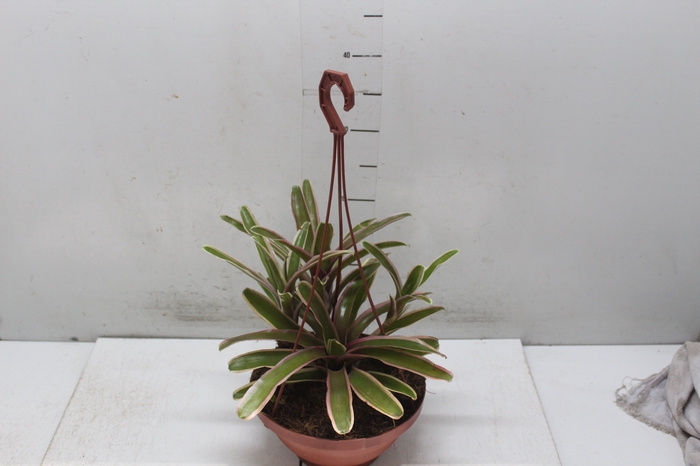 <h4>BROMELIA FIREBALL C21</h4>