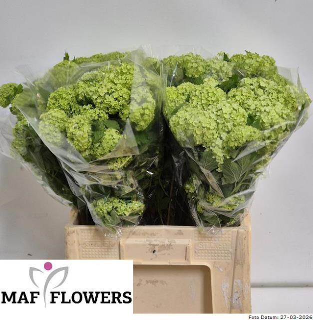 <h4>VIBURNUM ROSEUM ST</h4>