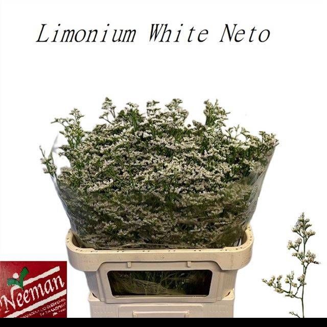 <h4>LIM WHITE NETO</h4>