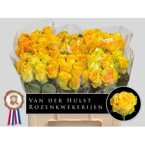 R Gr Lemon Finess A2