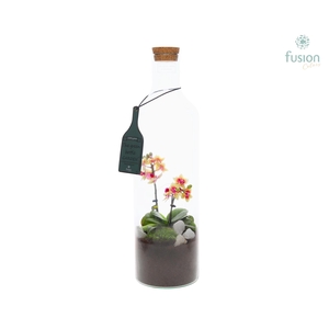 Green Bottle met Phalaenopsis