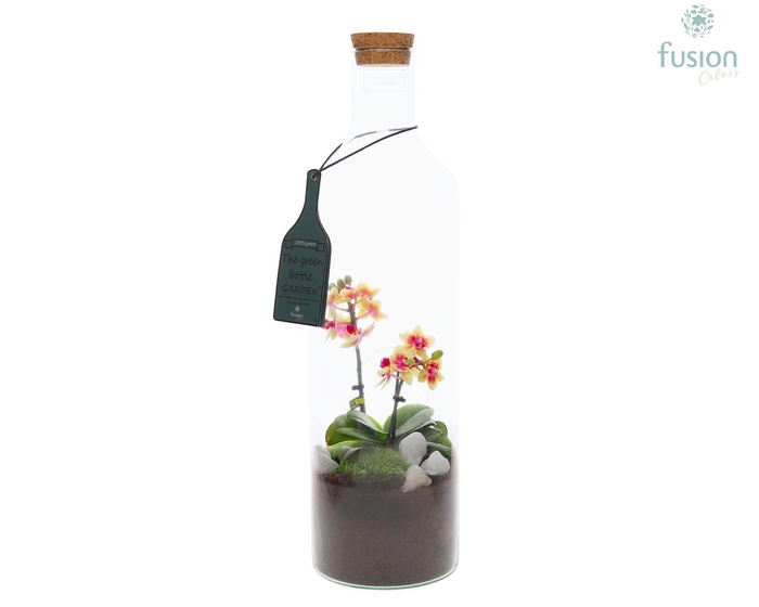 <h4>Green Bottle met Phalaenopsis</h4>