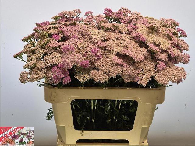 <h4>Achil M Lilac Beauty</h4>