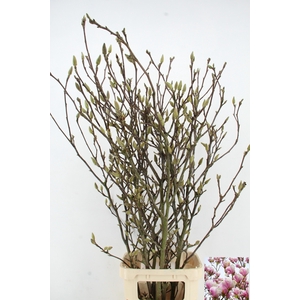 MAGNOLIA GRANDIFLORA X6