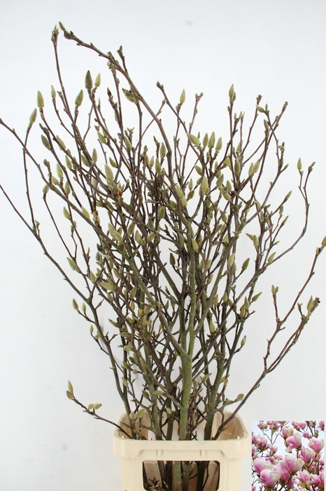 <h4>MAGNOLIA GRANDIFLORA X6</h4>