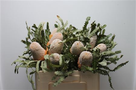 <h4>Banksia prionotes</h4>