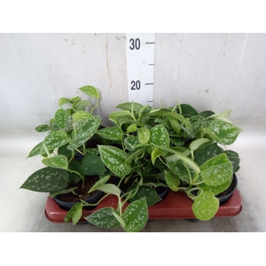 Scindapsus pictus 'Argyraeus'