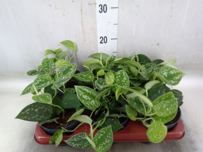 <h4>Scindapsus pictus 'Argyraeus'</h4>