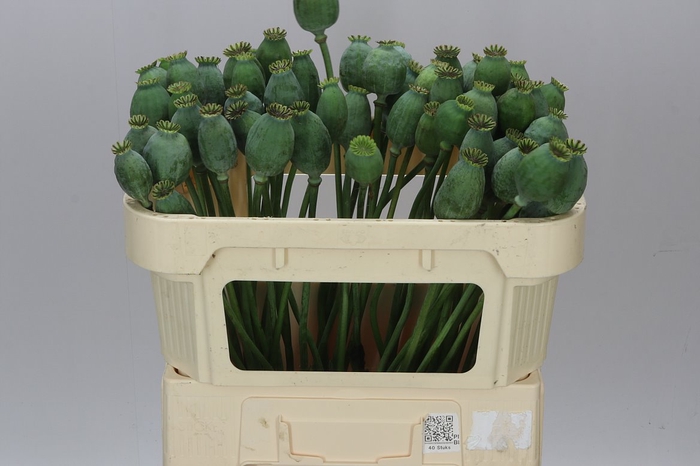 <h4>Papaver Seedheads Medium</h4>