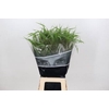 Panicum Fountain