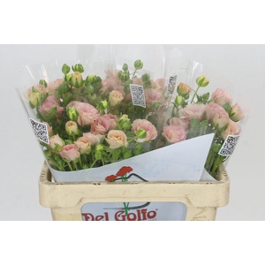 Ranunculus Butterfly Ariadne