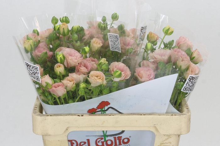 <h4>Ranunculus Butterfly Ariadne</h4>