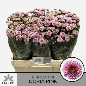 CHR SAN AAA DORIA PINK CHR S AAA DO