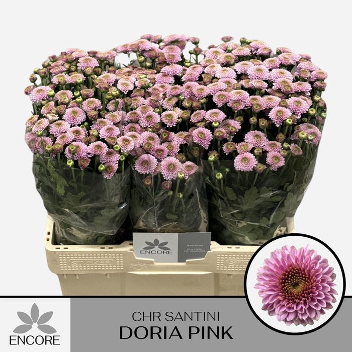 <h4>CHR SAN AAA DORIA PINK CHR S AAA DO</h4>