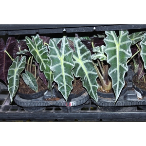 ALOCASIA PICOLLINI P12
