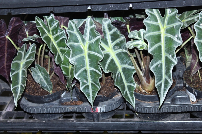 <h4>ALOCASIA POLLY P12</h4>