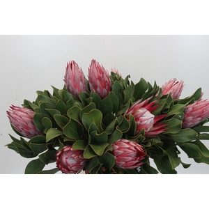 Protea Cyn. Claire