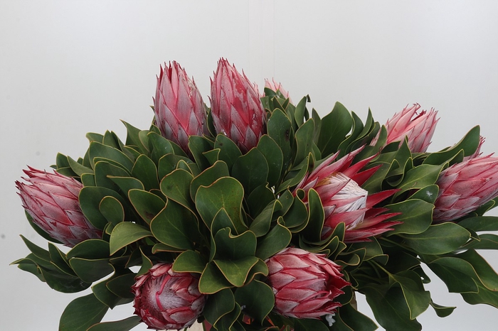 Protea Cyn. Claire