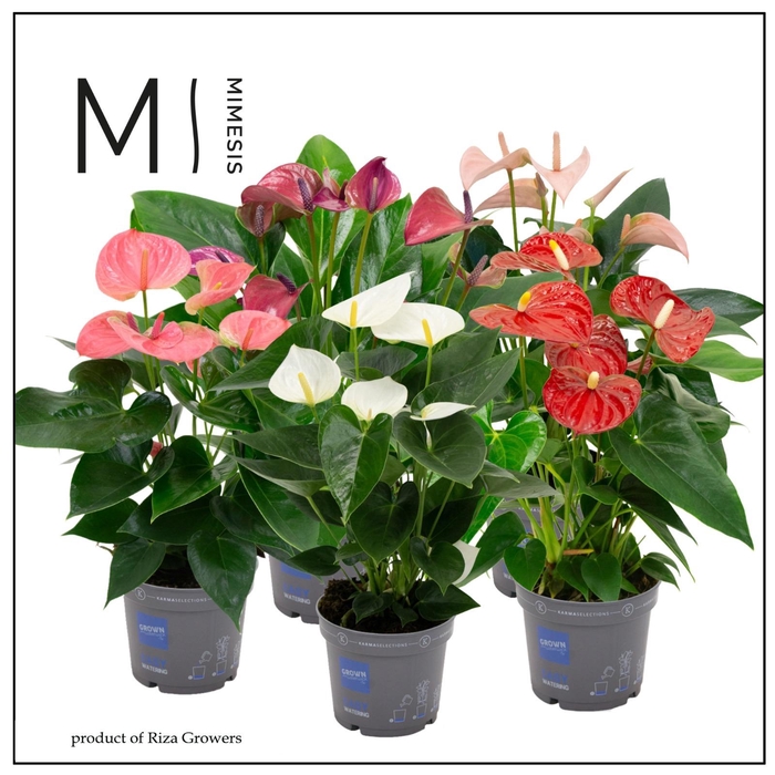 <h4>Mimesis Anthurium KARMA 10 Colors Mix - 12 cm</h4>
