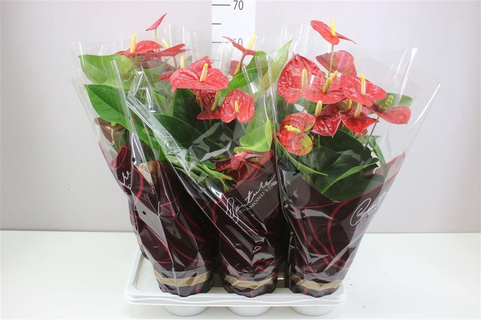 <h4>Anth An Jambo Red</h4>