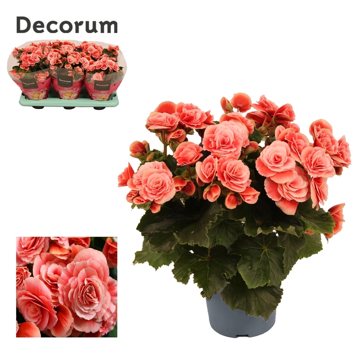 <h4>Begonia ''borias'' 13 cm Decorum</h4>