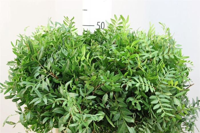 <h4>Pistache Select</h4>