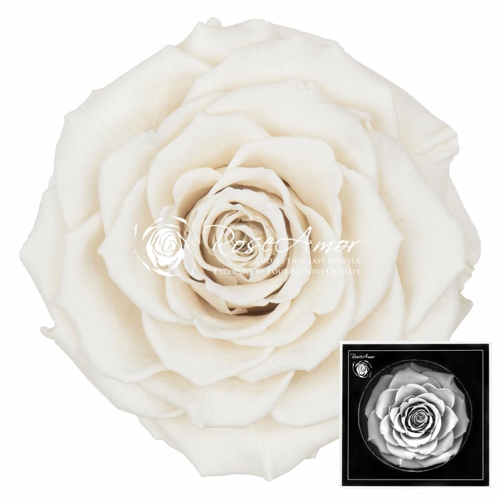 <h4>Bonita Whi04</h4>