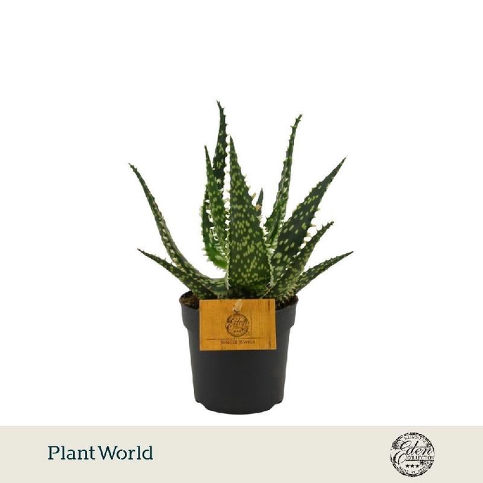 <h4>Aloe aculeata</h4>