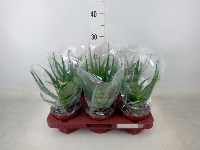 <h4>Aloe arborescens</h4>